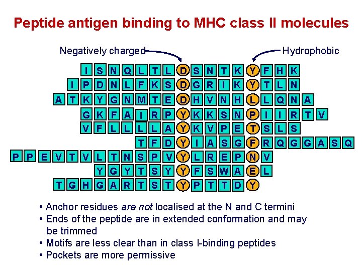 Peptide antigen binding to MHC class II molecules Negatively charged Hydrophobic I S N