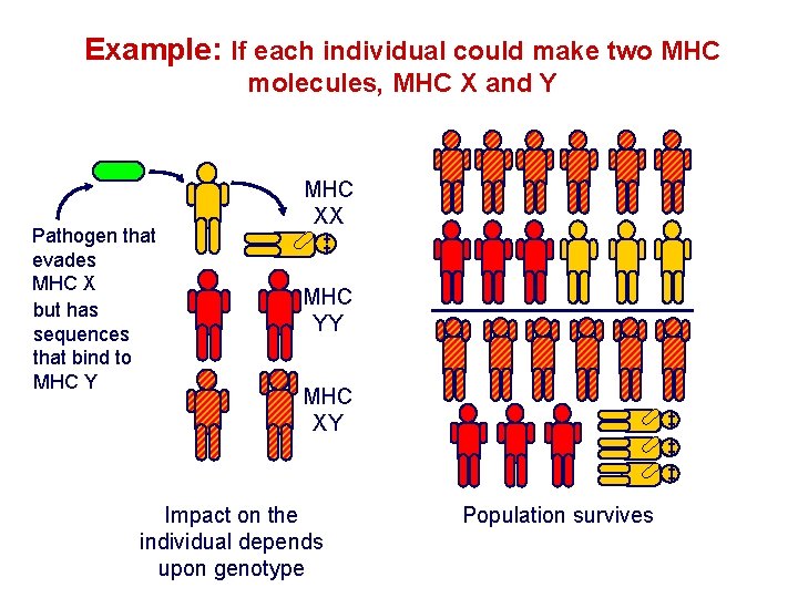 Example: If each individual could make two MHC molecules, MHC X and Y Pathogen