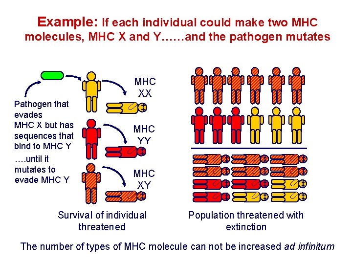Example: If each individual could make two MHC molecules, MHC X and Y……and the