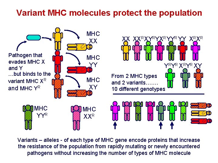 Variant MHC molecules protect the population Pathogen that evades MHC X and Y …but