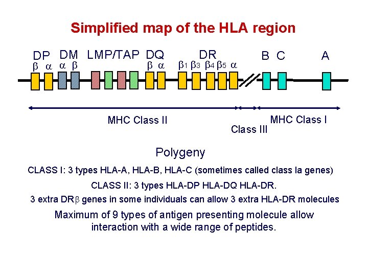 Simplified map of the HLA region DP DM LMP/TAP DQ DR 1 3 4