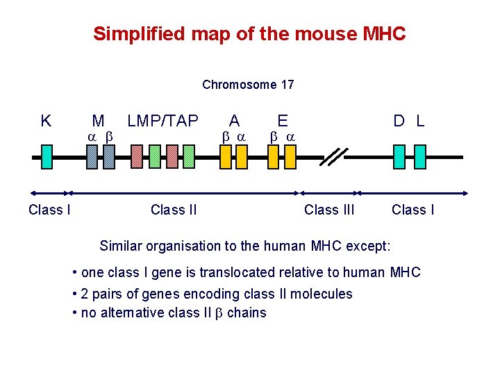 Simplified map of the mouse MHC Chromosome 17 K Class I M LMP/TAP Class