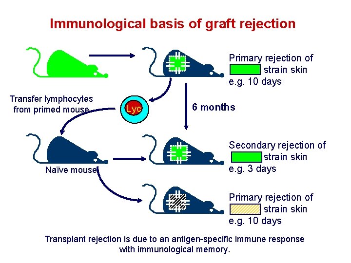 Immunological basis of graft rejection Primary rejection of strain skin e. g. 10 days