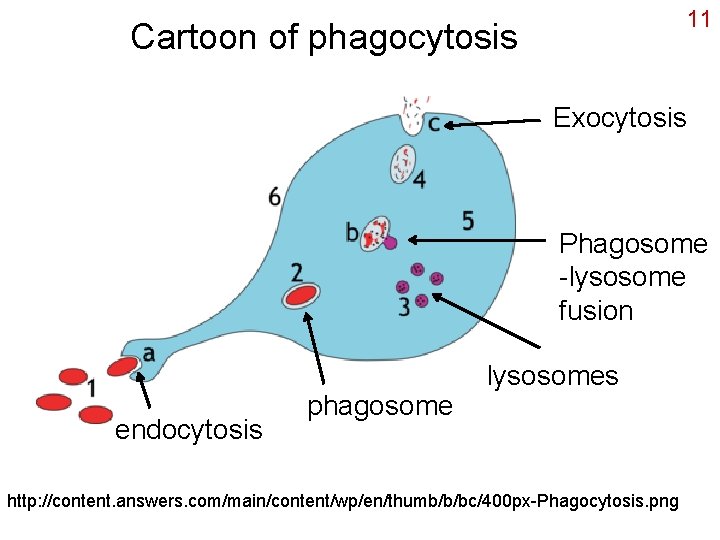 11 Cartoon of phagocytosis Exocytosis Phagosome -lysosome fusion endocytosis phagosome lysosomes http: //content. answers.