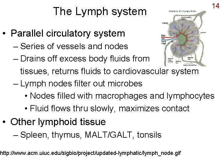 The Lymph system 14 • Parallel circulatory system – Series of vessels and nodes