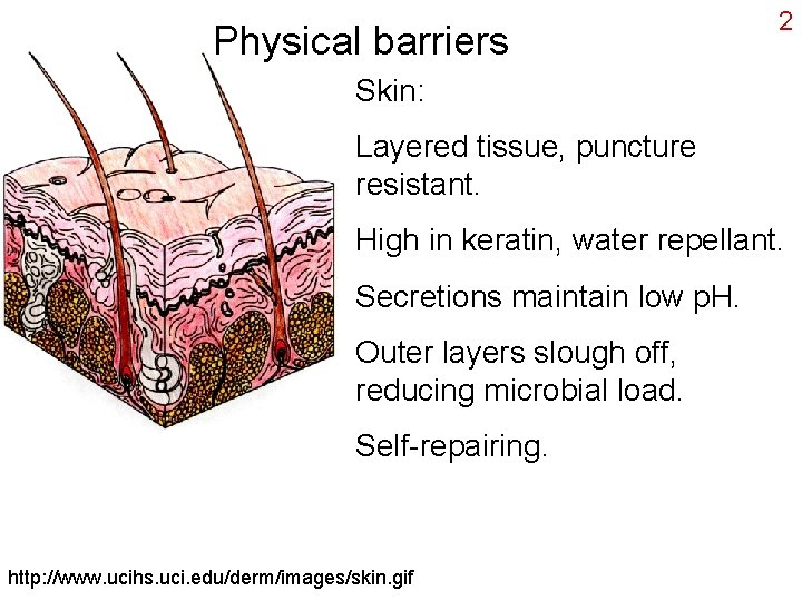 Physical barriers 2 Skin: Layered tissue, puncture resistant. High in keratin, water repellant. Secretions