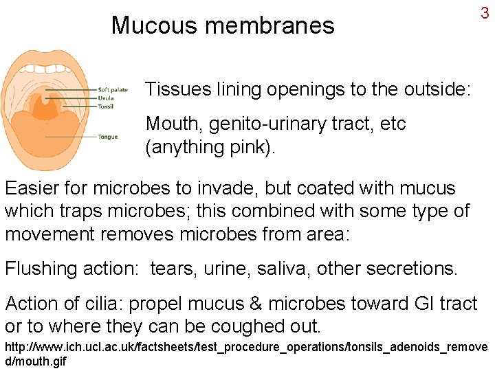 Mucous membranes 3 Tissues lining openings to the outside: Mouth, genito-urinary tract, etc (anything