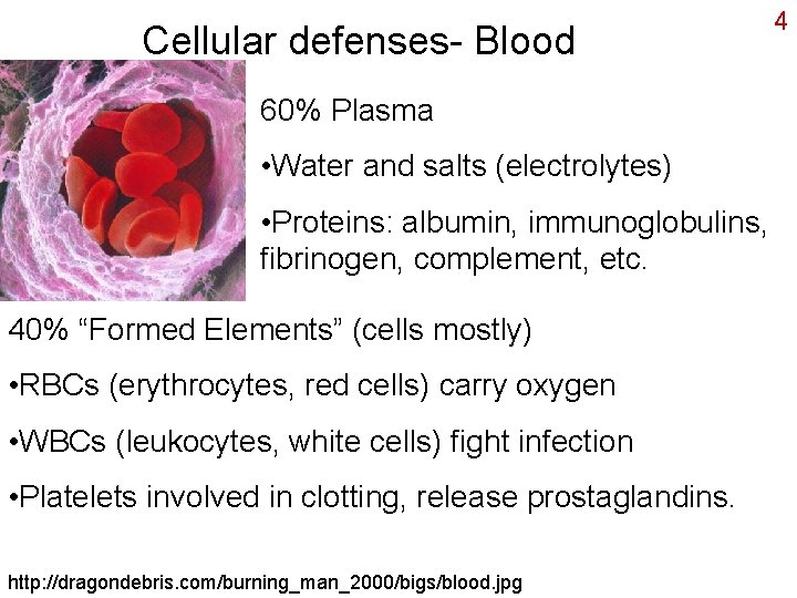 Cellular defenses- Blood 60% Plasma • Water and salts (electrolytes) • Proteins: albumin, immunoglobulins,