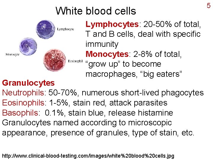 White blood cells Lymphocytes: 20 -50% of total, T and B cells, deal with