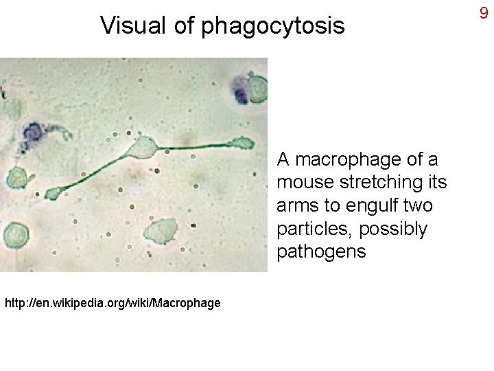 Visual of phagocytosis A macrophage of a mouse stretching its arms to engulf two
