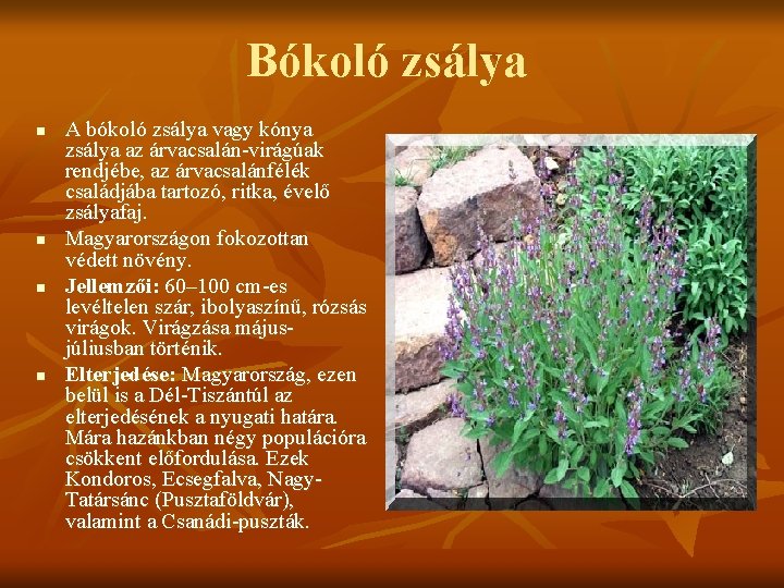 Bókoló zsálya n n A bókoló zsálya vagy kónya zsálya az árvacsalán-virágúak rendjébe, az