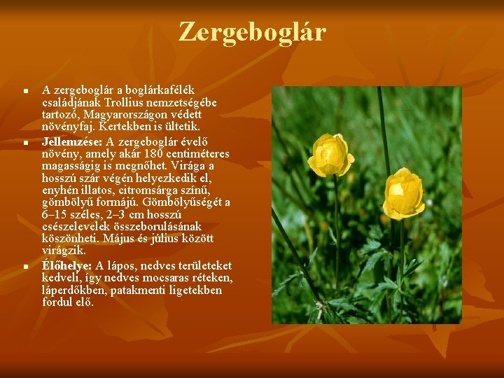 Zergeboglár n n n A zergeboglár a boglárkafélék családjának Trollius nemzetségébe tartozó, Magyarországon védett