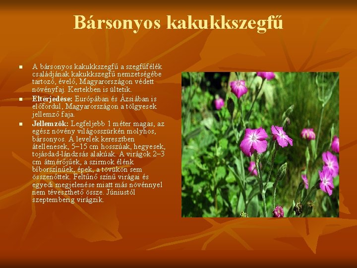 Bársonyos kakukkszegfű n n n A bársonyos kakukkszegfű a szegfűfélék családjának kakukkszegfű nemzetségébe tartozó,