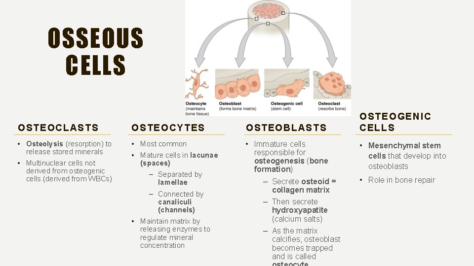 OSSEOUS CELLS OSTEOCLASTS OSTEOCYTES OSTEOBLASTS • Osteolysis (resorption) to release stored minerals • Multinuclear