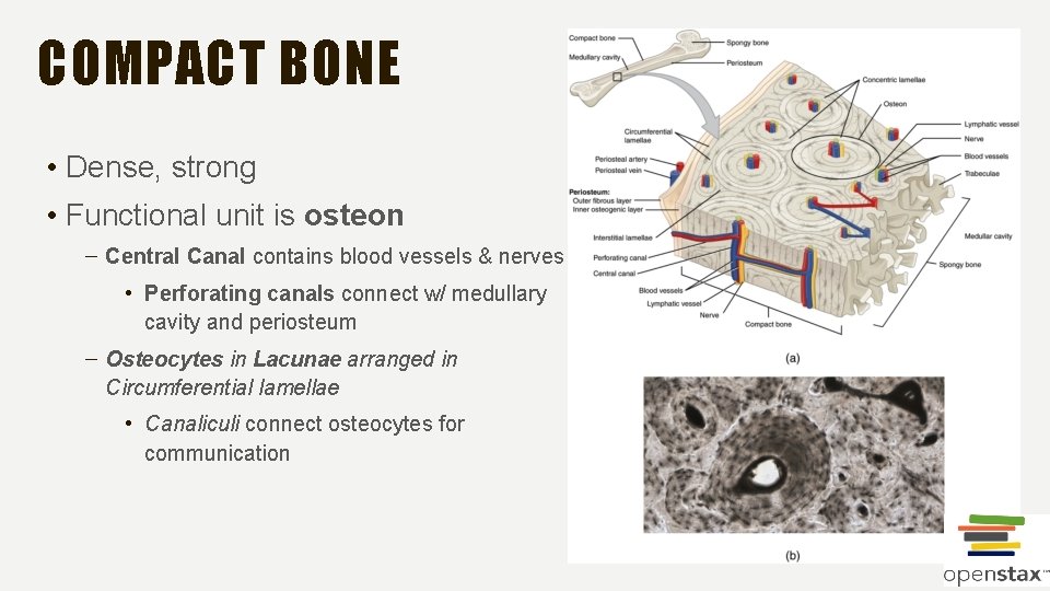 COMPACT BONE • Dense, strong • Functional unit is osteon – Central Canal contains