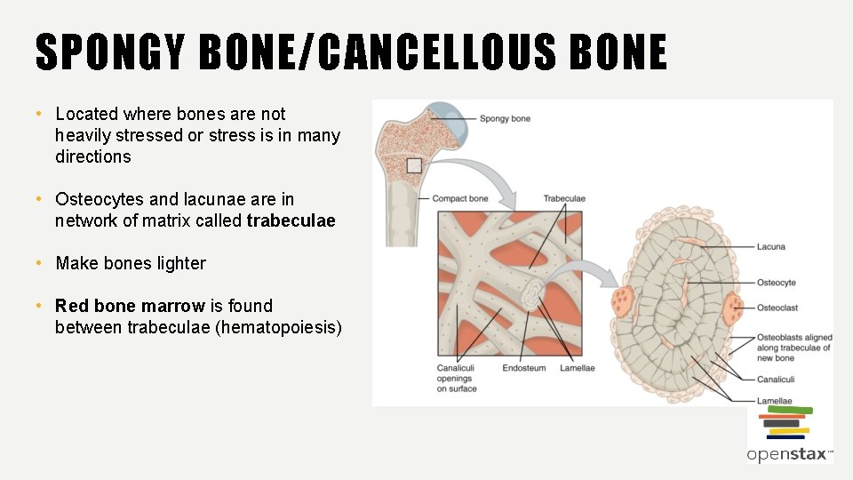 SPONGY BONE/CANCELLOUS BONE • Located where bones are not heavily stressed or stress is