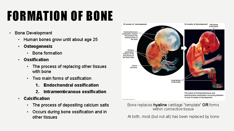 FORMATION OF BONE • Bone Development • Human bones grow until about age 25
