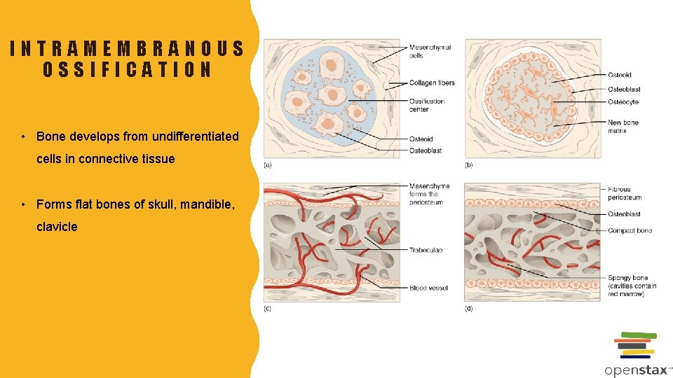 INTRAMEMBRANOUS OSSIFICATION • Bone develops from undifferentiated cells in connective tissue • Forms flat