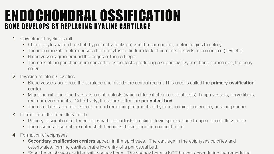 ENDOCHONDRAL OSSIFICATION BONE DEVELOPS BY REPLACING HYALINE CARTILAGE 1. Cavitation of hyaline shaft •