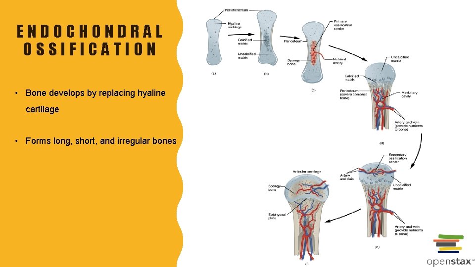 ENDOCHONDRAL OSSIFICATION • Bone develops by replacing hyaline cartilage • Forms long, short, and
