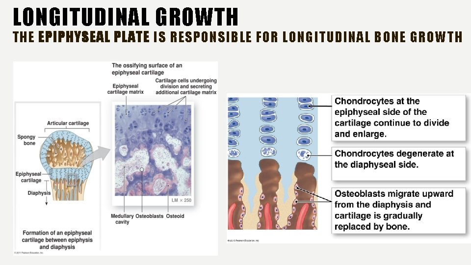 LONGITUDINAL GROWTH THE EPIPHYSEAL PLATE IS RESPONSIBLE FOR LONGITUDINAL BONE GROWTH 