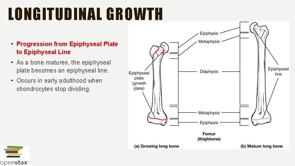 LONGITUDINAL GROWTH • Progression from Epiphyseal Plate to Epiphyseal Line • As a bone