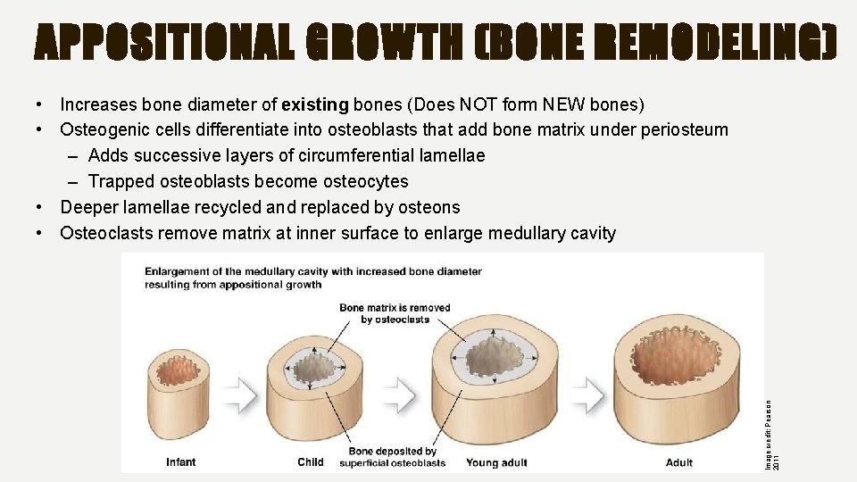 APPOSITIONAL GROWTH (BONE REMODELING) Image credit: Pearson 2011 • Increases bone diameter of existing
