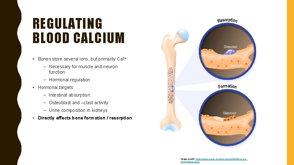 REGULATING BLOOD CALCIUM • Bones store several ions, but primarily Ca 2+ – Necessary