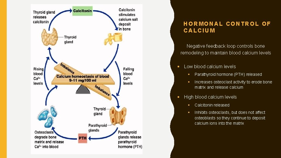 HORMONAL CONTROL OF CALCIUM Negative feedback loop controls bone remodeling to maintain blood calcium
