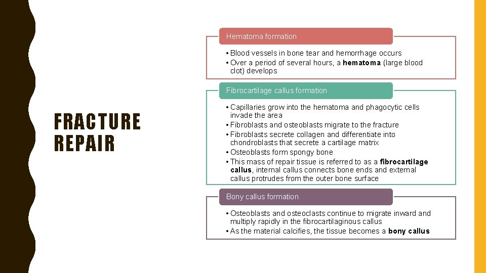 Hematoma formation • Blood vessels in bone tear and hemorrhage occurs • Over a