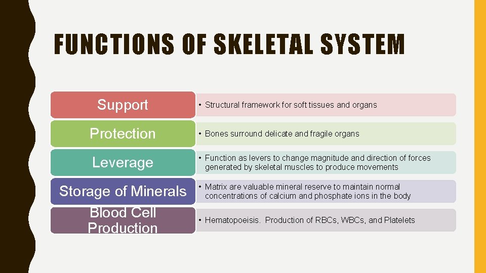 FUNCTIONS OF SKELETAL SYSTEM Support • Structural framework for soft tissues and organs Protection