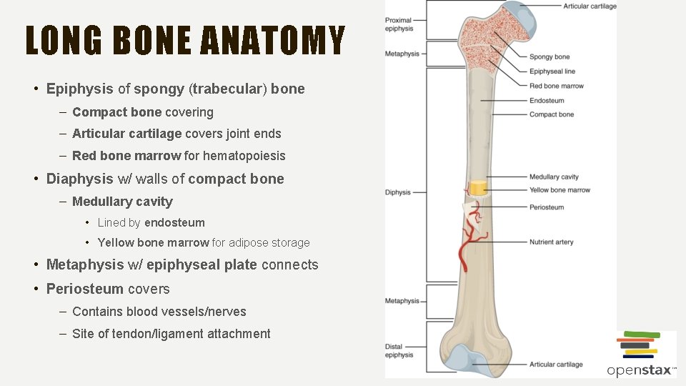 LONG BONE ANATOMY • Epiphysis of spongy (trabecular) bone – Compact bone covering –