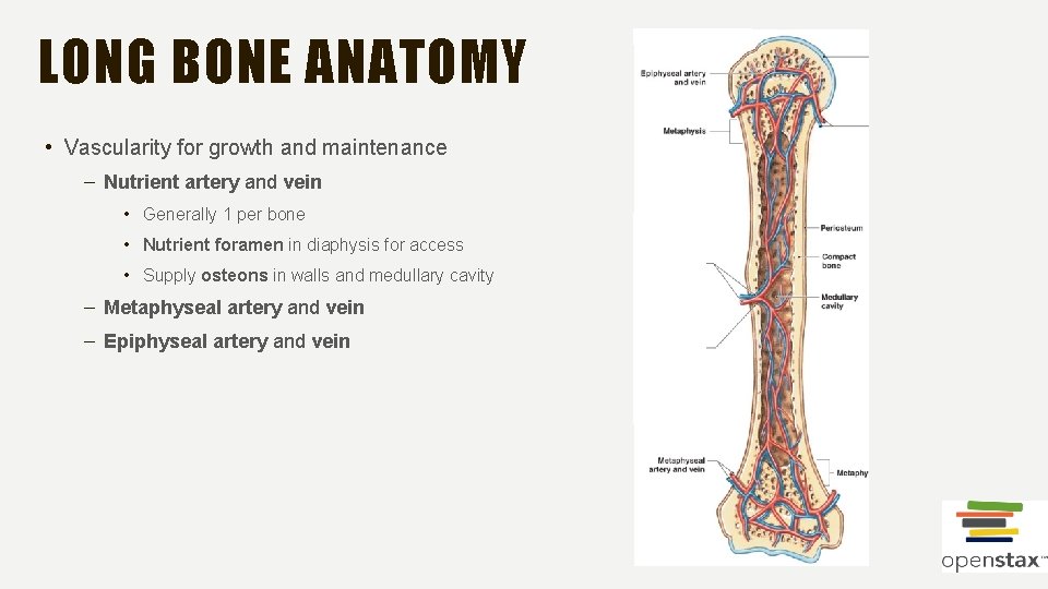 LONG BONE ANATOMY • Vascularity for growth and maintenance – Nutrient artery and vein