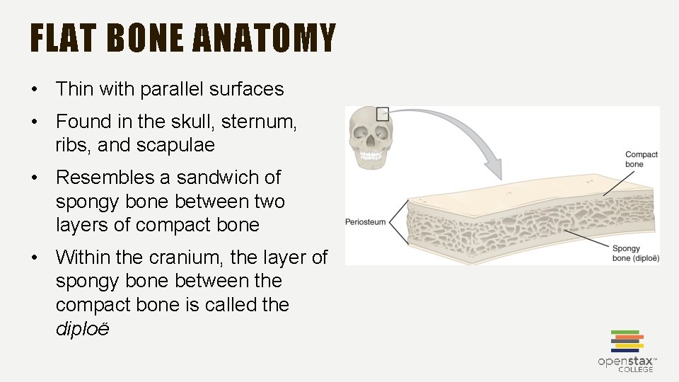 FLAT BONE ANATOMY • Thin with parallel surfaces • Found in the skull, sternum,