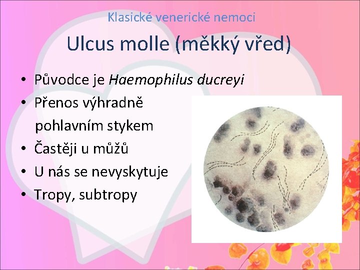 Klasické venerické nemoci Ulcus molle (měkký vřed) • Původce je Haemophilus ducreyi • Přenos