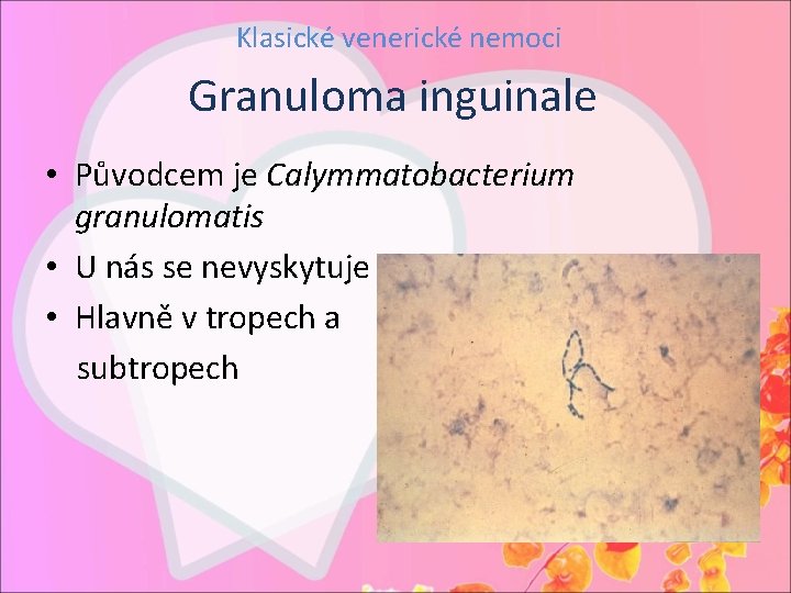 Klasické venerické nemoci Granuloma inguinale • Původcem je Calymmatobacterium granulomatis • U nás se