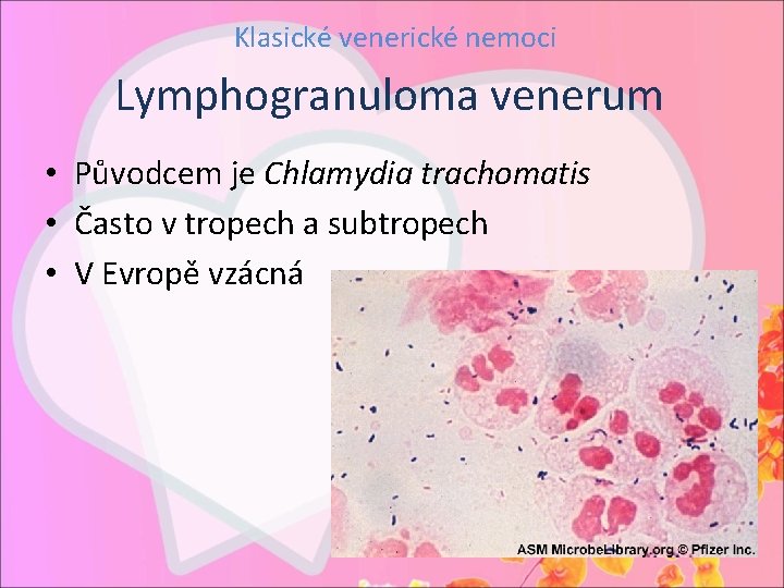 Klasické venerické nemoci Lymphogranuloma venerum • Původcem je Chlamydia trachomatis • Často v tropech