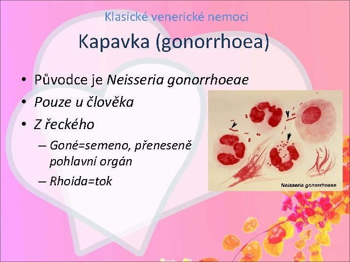 Klasické venerické nemoci Kapavka (gonorrhoea) • Původce je Neisseria gonorrhoeae • Pouze u člověka