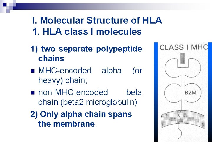 I. Molecular Structure of HLA 1. HLA class I molecules 1) two separate polypeptide