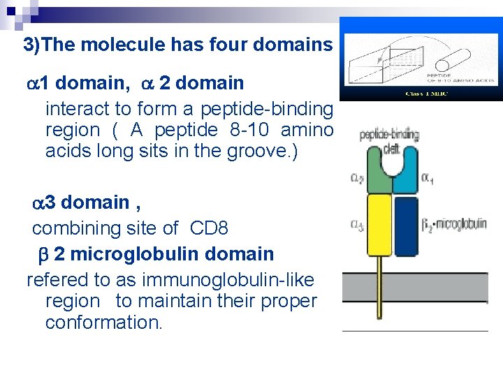 3)The molecule has four domains 1 domain, 2 domain interact to form a peptide-binding