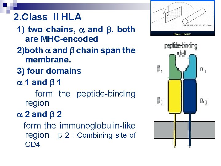 2. Class II HLA 1) two chains, and . both are MHC-encoded 2)both and
