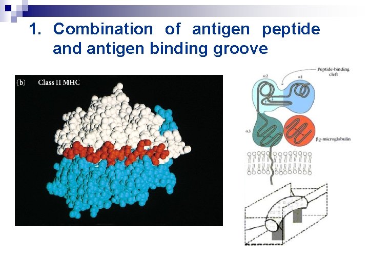 1. Combination of antigen peptide and antigen binding groove 