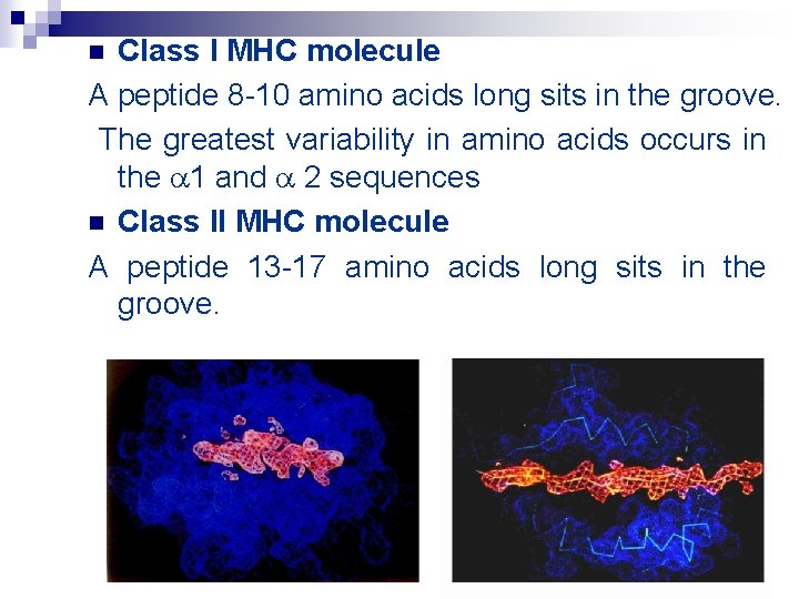 Class I MHC molecule A peptide 8 -10 amino acids long sits in the