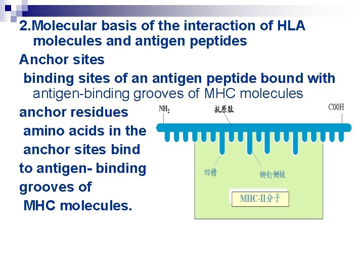 2. Molecular basis of the interaction of HLA molecules and antigen peptides Anchor sites