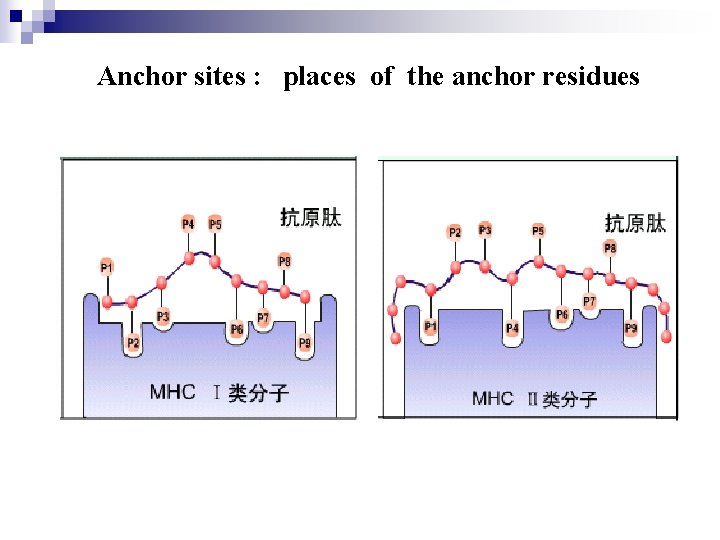 Anchor sites : places of the anchor residues 