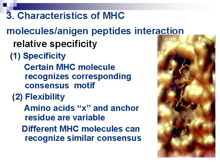 3. Characteristics of MHC molecules/anigen peptides interaction relative specificity (1) Specificity Certain MHC molecule