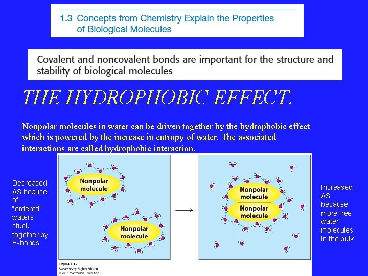 THE HYDROPHOBIC EFFECT. Nonpolar molecules in water can be driven together by the hydrophobic THE HYDROPHOBIC EFFECT. Nonpolar molecules in water can be driven together by the hydrophobic