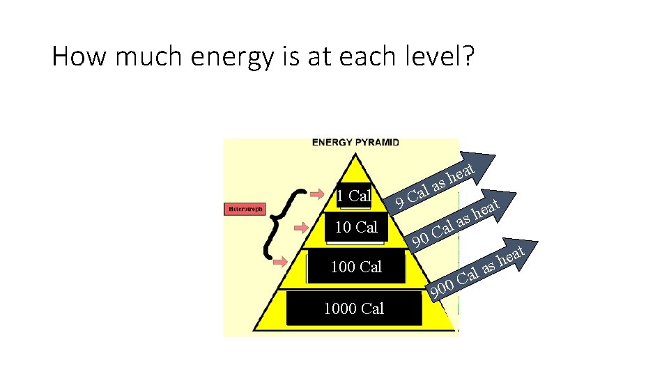 How much energy is at each level? 1 Cal 10 Cal t a e
