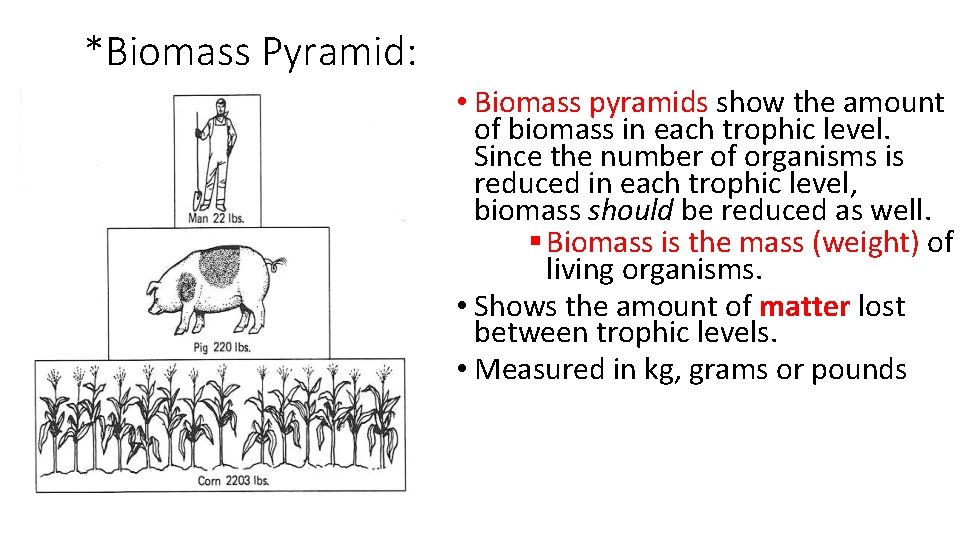 *Biomass Pyramid: • Biomass pyramids show the amount of biomass in each trophic level.