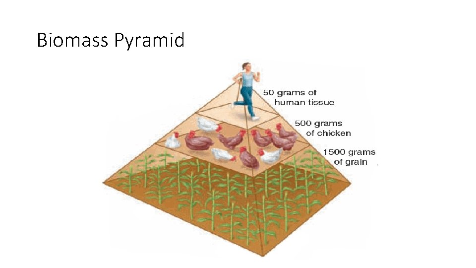 Biomass Pyramid 